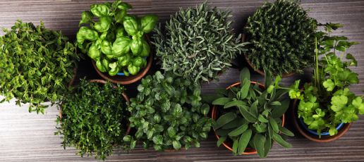 Herbs